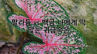 팔라듐 vs 백금💎 나에게 딱 맞는 귀금속은? 🤔